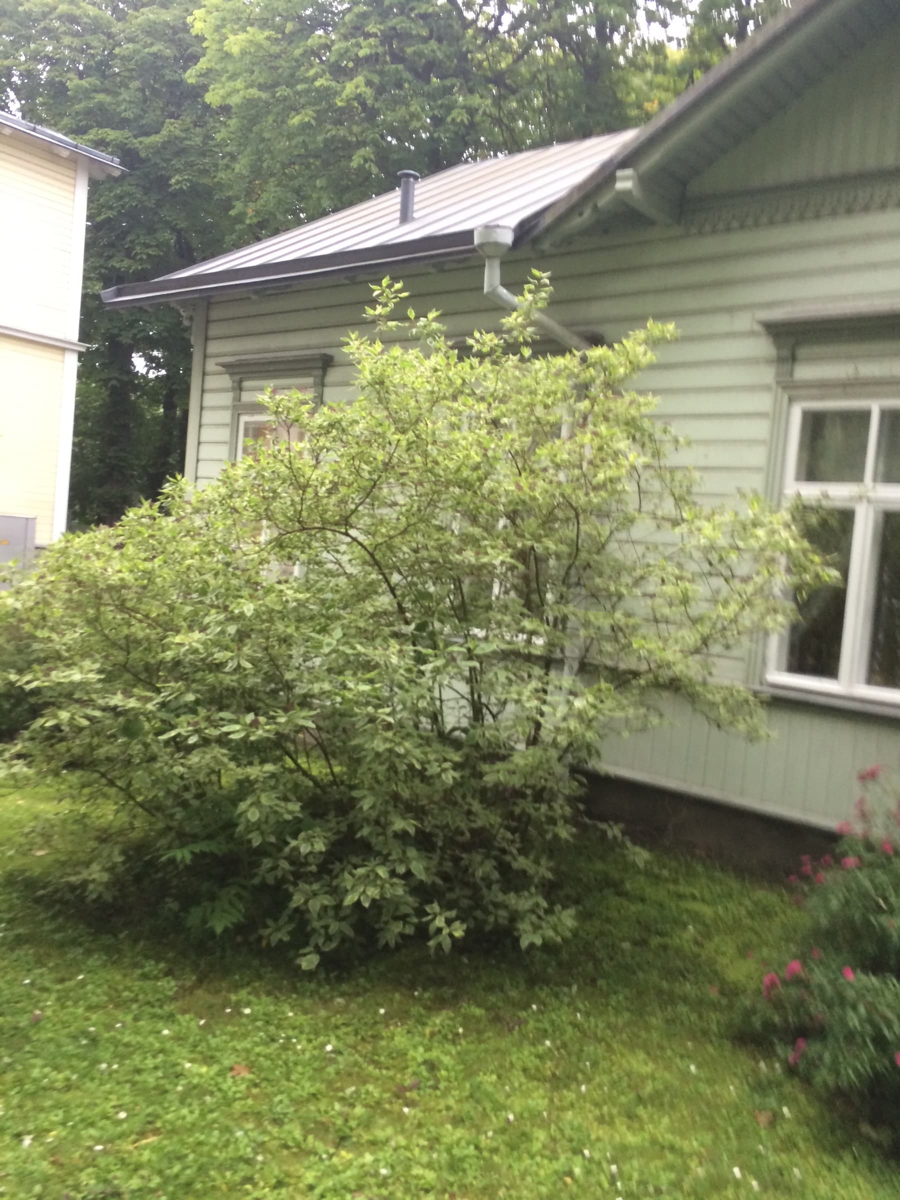 Fassaadi värvimine, Kadriorg – Tallinn, Kadriorg – tehtud töö foto 3