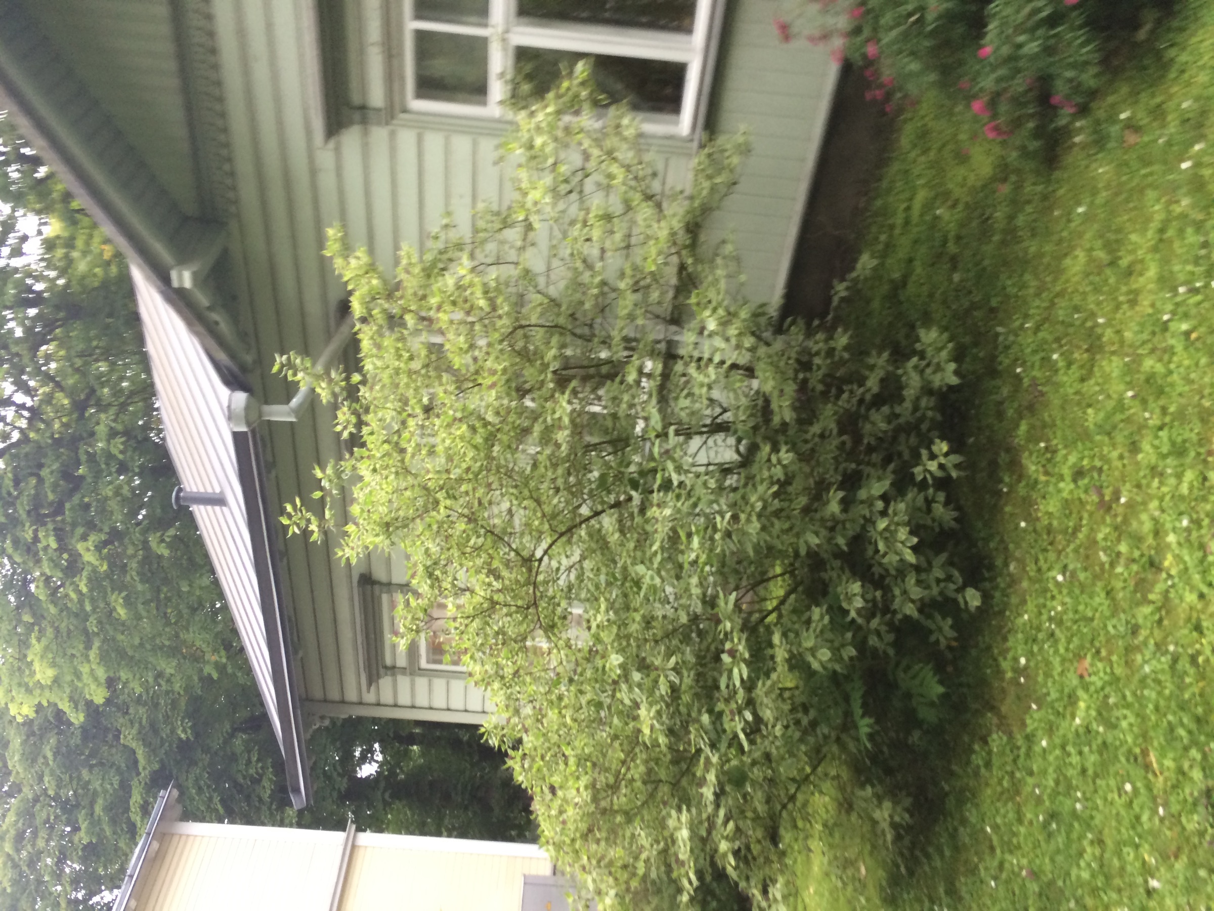 Fassaadi värvimine, Kadriorg – Tallinn, Kadriorg – tehtud töö foto 3